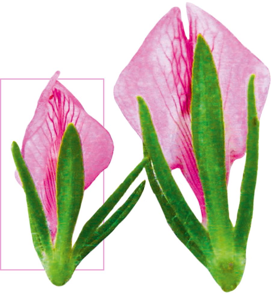 En muteret plante med store blomster