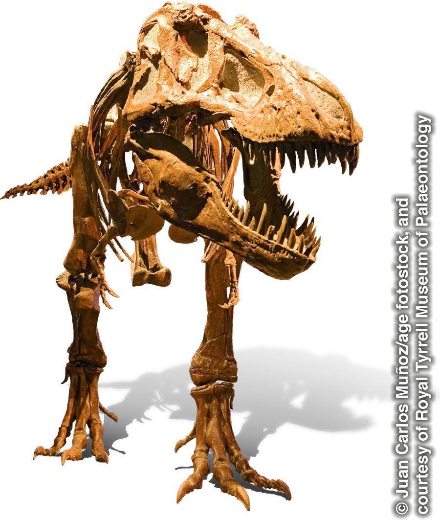 Skelet af en tyrannosaurus rex