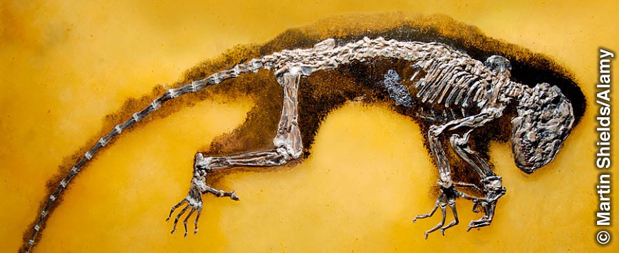Et fossil