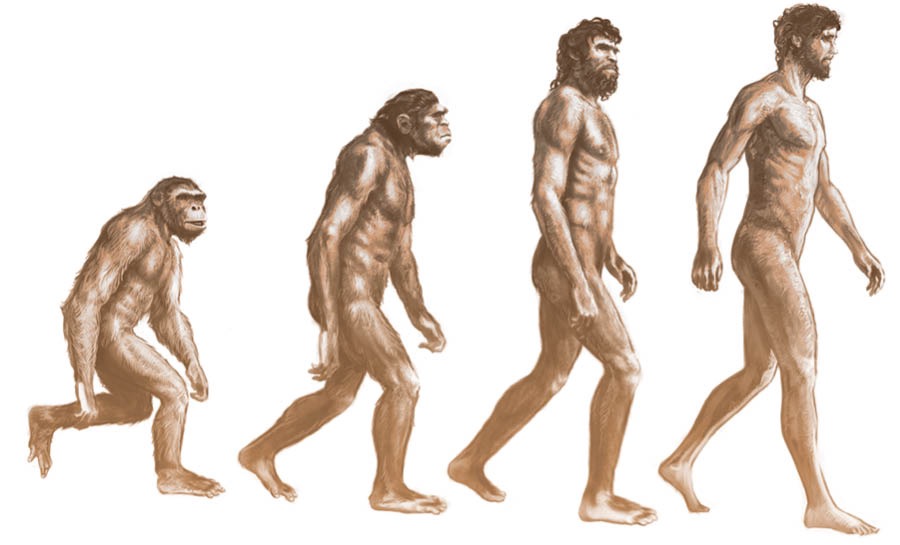 Processen fra abe til menneske ifølge evolutionsteorien