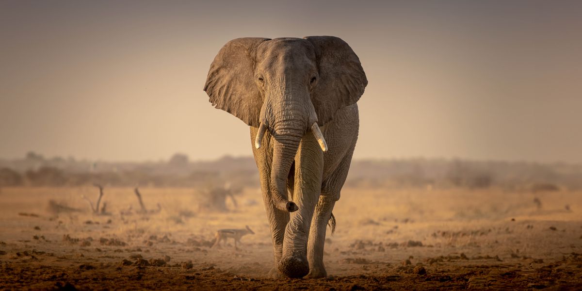 En ensom elefant på den udtørrede afrikanske savanne.