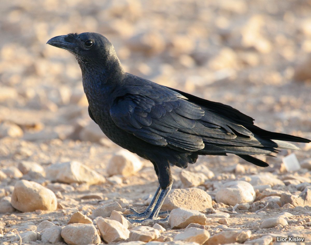 Ravn