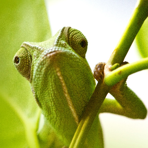 Ein Chamäleon passt sich der Farbe eines grünen Zweiges an