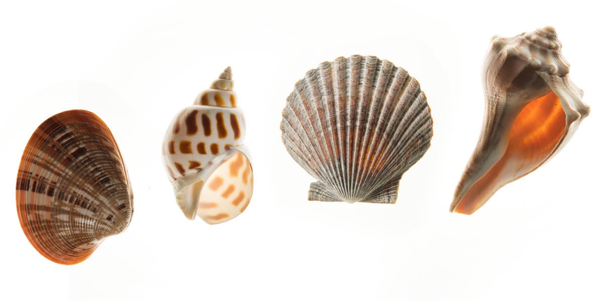 Muscheln