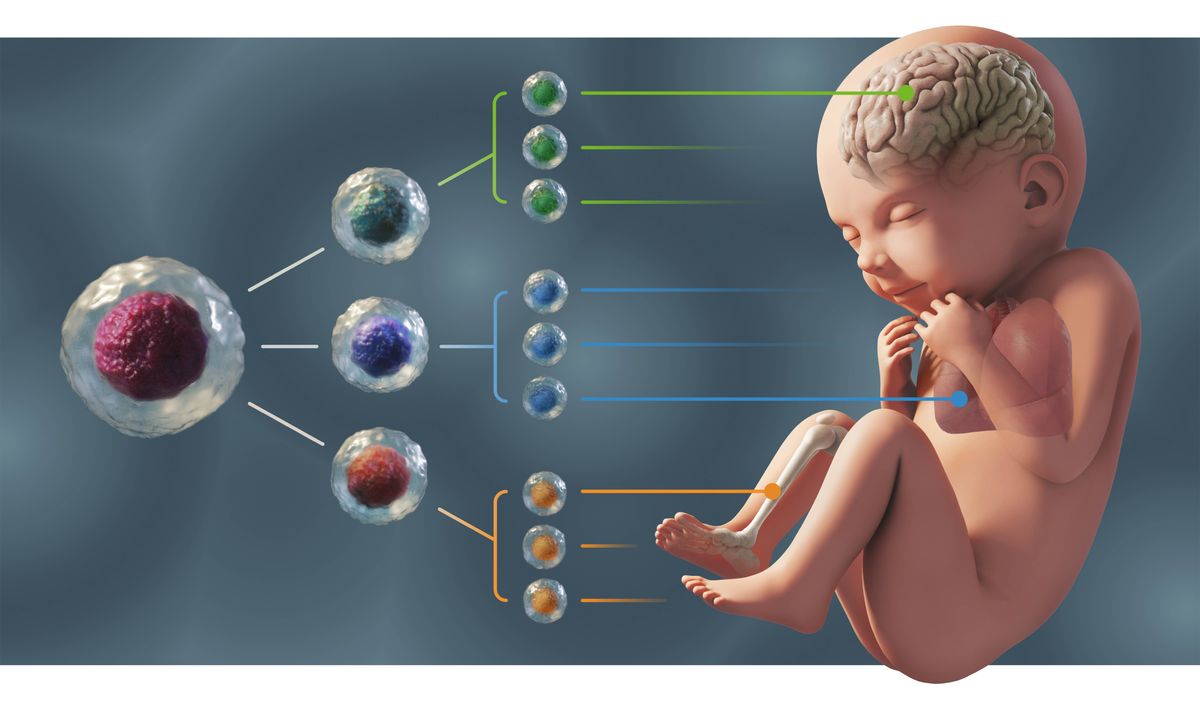 Ein Schaubild zeigt, wie bei der Zellvermehrung drei verschiedene Gruppen von Zellen entstehen. Daraus können Gehirnzellen, Lungen, Knochen und andere Teile des ungeborenen Babys werden.