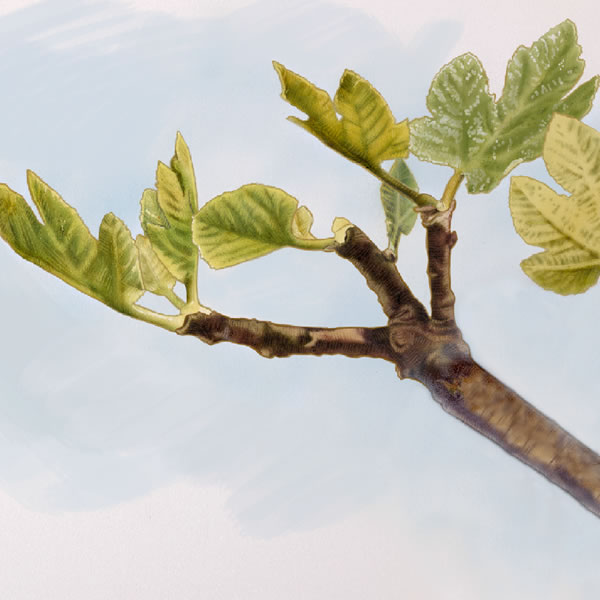 Ein Feigenbaum mit Blättern, aber ohne Früchte