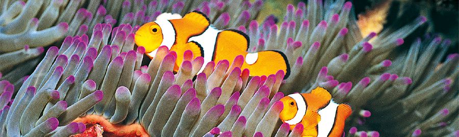 Fische im Korallenriff