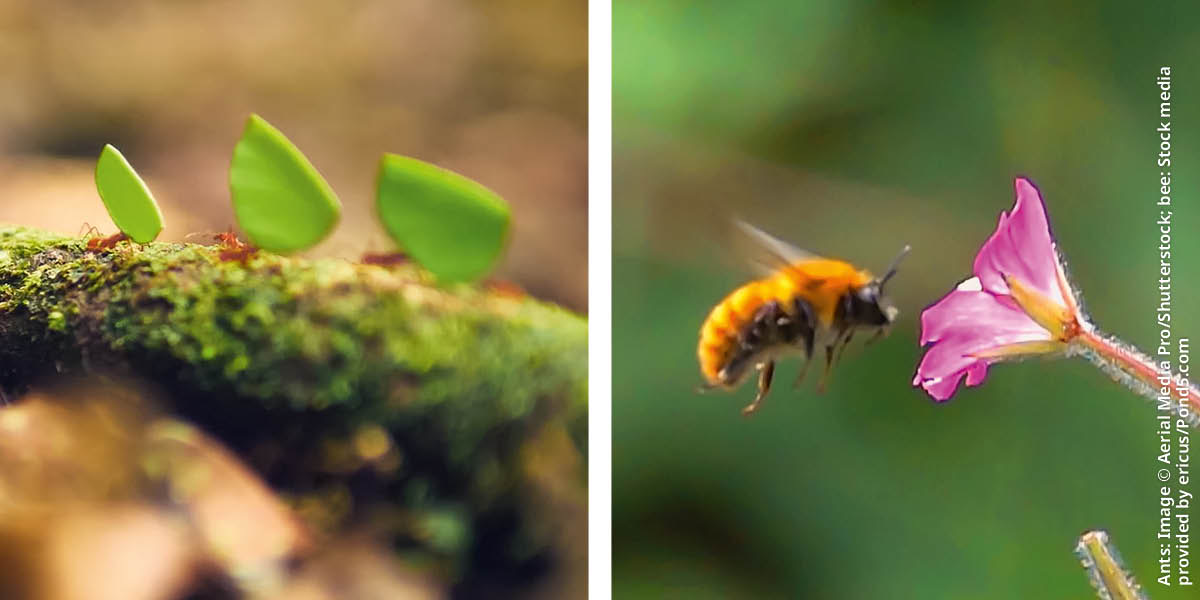 Bildcollage: 1. Ameisen laufen hintereinander und tragen kleine Blattstücke. 2. Eine Hummel fliegt in der Nähe einer Blume.