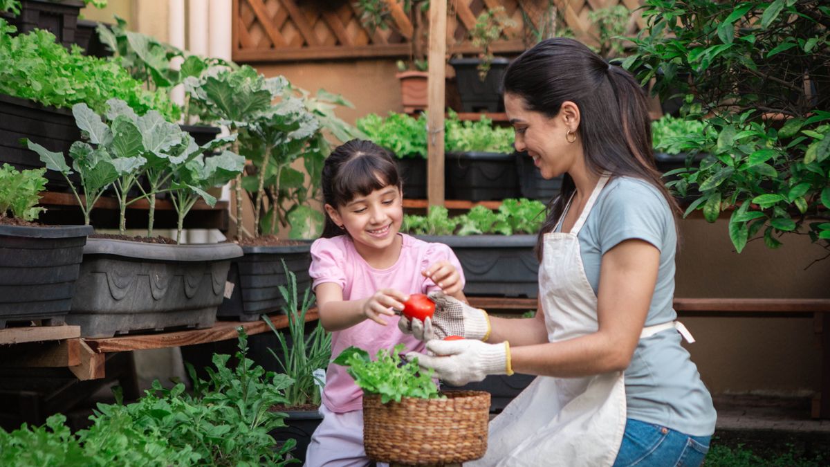 Eine Mutter erntet zusammen mit ihrer kleinen Tochter Gemüse aus ihrem Garten und legt es in einen Korb.