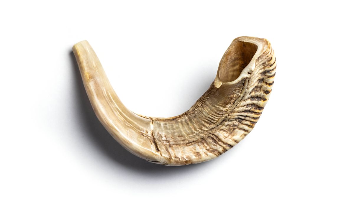 Ein Widderhorn.
