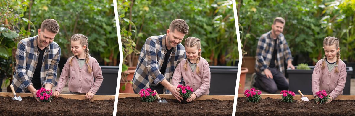 Fotos de un padre enseñándole a su hija pequeña a plantar flores. 1. Él planta algunas flores mientras ella lo mira. 2. Él ayuda a su hija a plantar algunas flores. 3. Él la observa mientras ella planta algunas flores por sí misma.