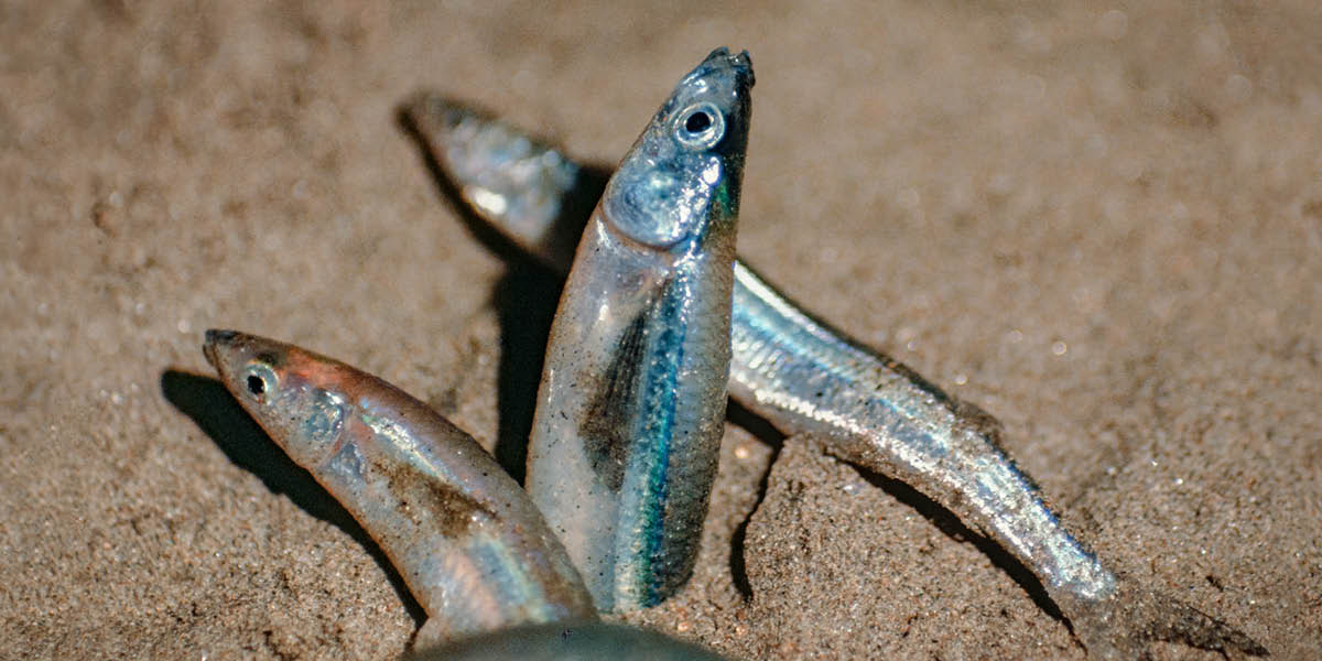Tres pejerreyes californianos desovando en una playa.