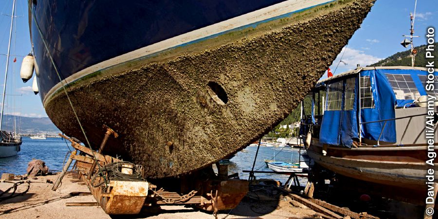 Percebes adheridos al casco de un barco