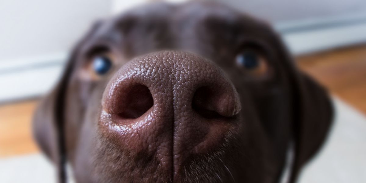 La nariz de un perro