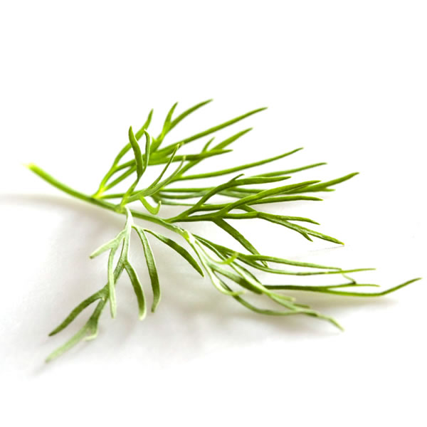 Dill (Aneth)