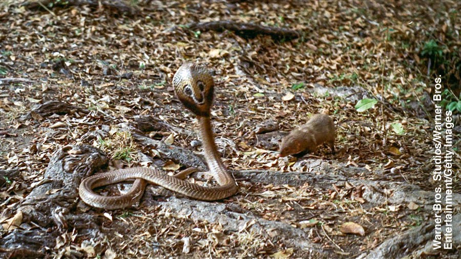 Unam emi ẹkotde mongoose ada en̄wan ye urụkikọt.