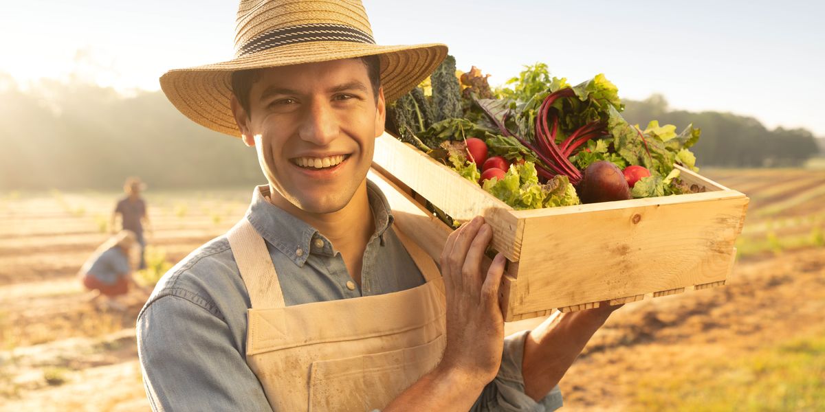 A farmer joyfully carrying a crate of freshly picked vegetables on his shoulder.