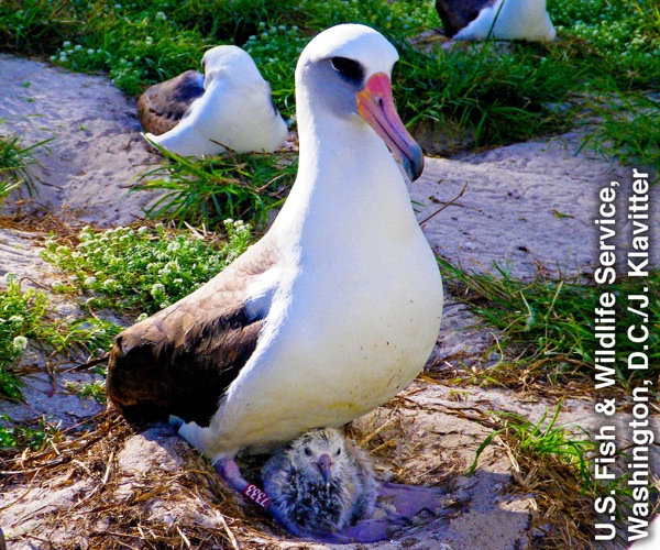 A Laysan albatross