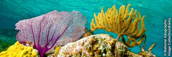 Belize’s coral reef