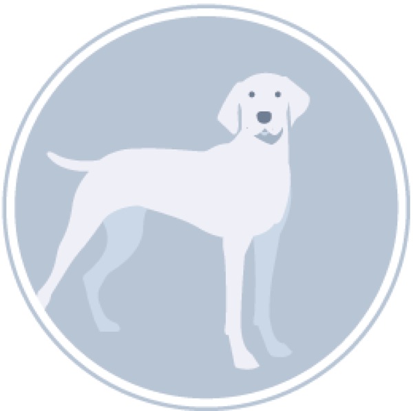 A dog