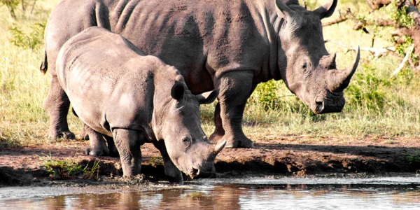 Two rhinos