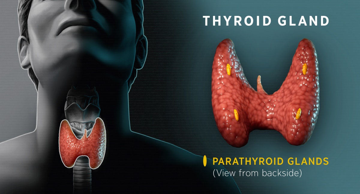 Collage: Diagrams showing the thyroid gland. 1. A front view of the thyroid shows its location in the neck. 2. A reverse view of the thyroid shows the parathyroid glands.