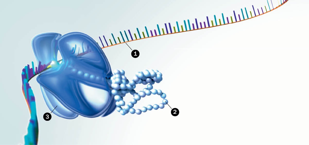 RNA, proteins, and ribosomes