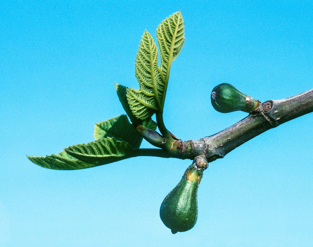 Fig Tree