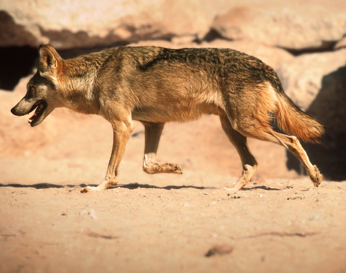 Wolf