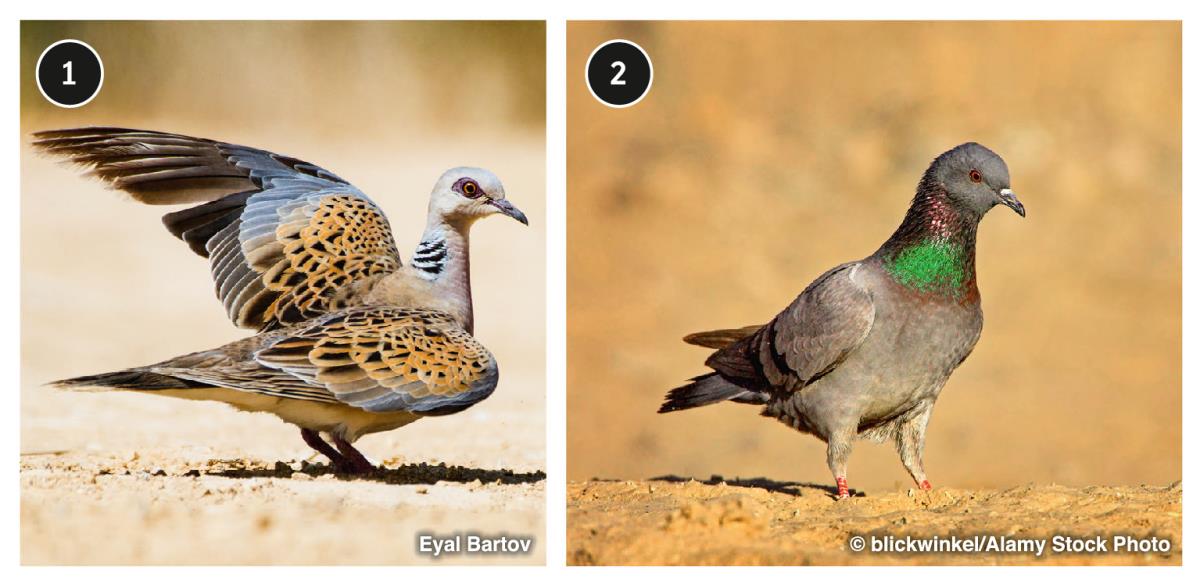 Turtledove and Pigeon