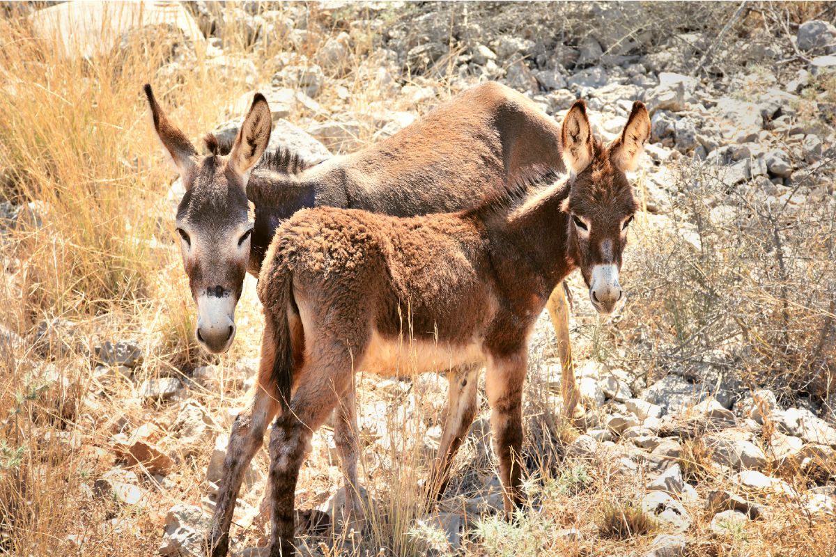 Colt, or Young Donkey
