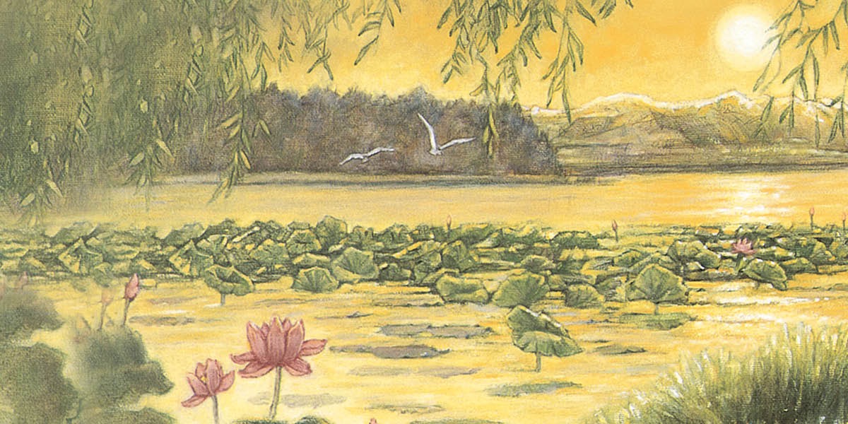 The sun shines on lily pads in a lake