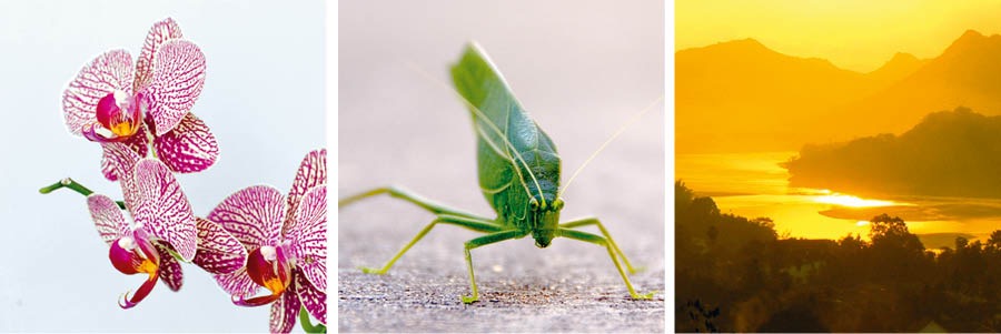 An orchid; a grasshopper; a sunset