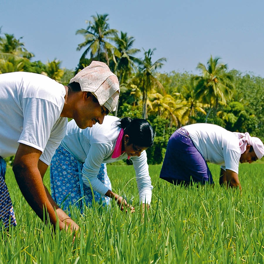 People work in a field
