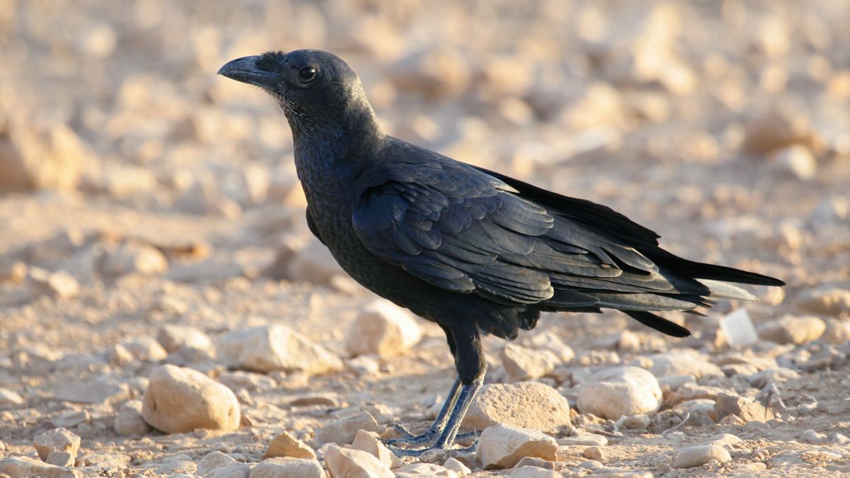 A raven.