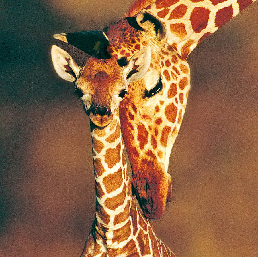 زرافه با بچه‌اش