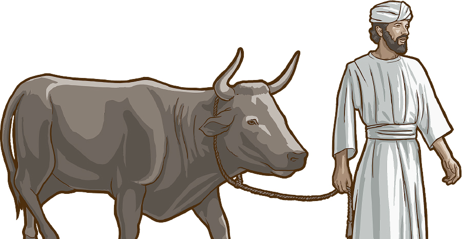 يک اسرائيلی با گاو نر