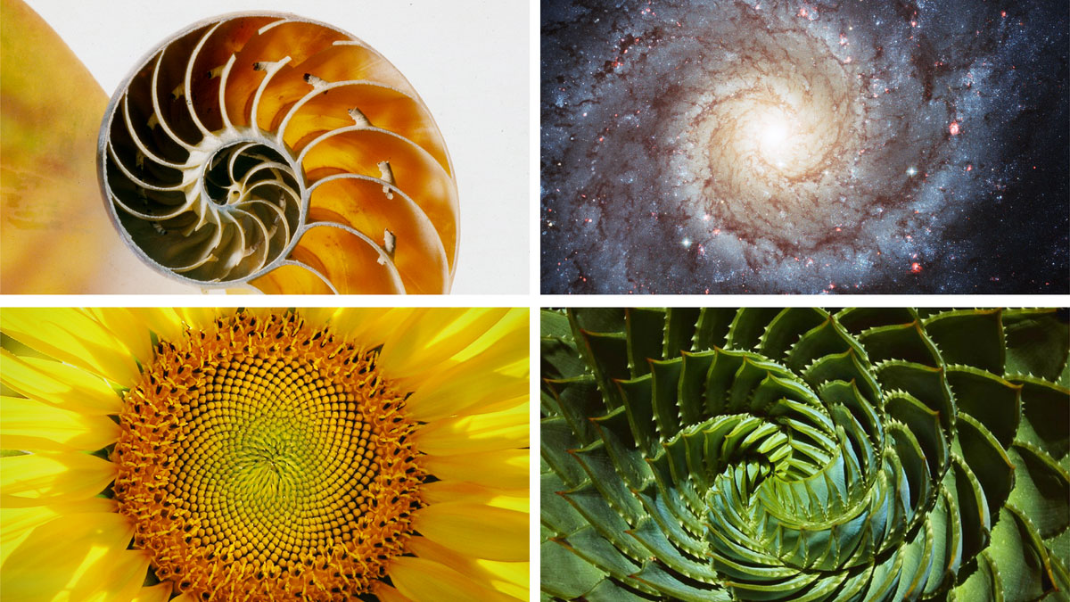 مجموعه‌ای از تصاویر:‏ طرح‌های مارپیچ موجود در طبیعت.‏ ۱)‏ یک کهکشان.‏ ۲)‏ صدف مَلَوانک.‏ ۳)‏ برگ گیاهان ۴)‏ گل آفتابگردان.‏