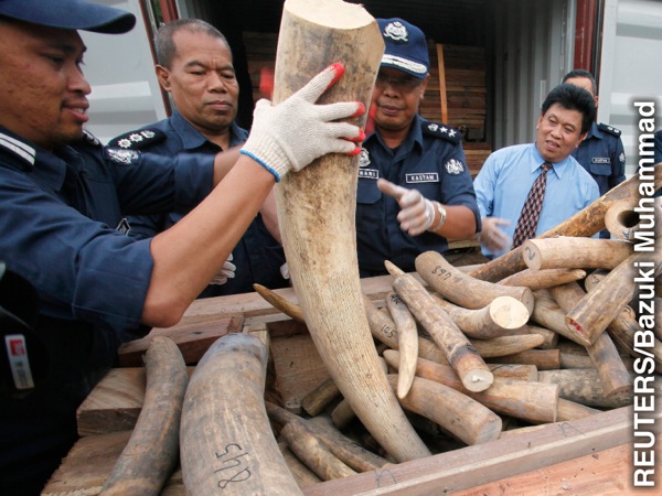 Era kunea na vakailesilesi mai Malesia na bati ni elefaniti e vakau vakavuni