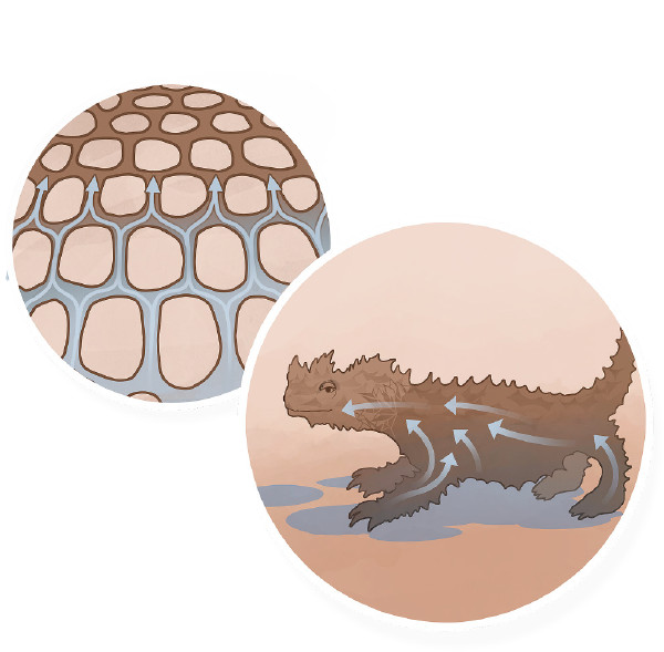 Na droini ena kuli ni moko varovaroa na thorny devil