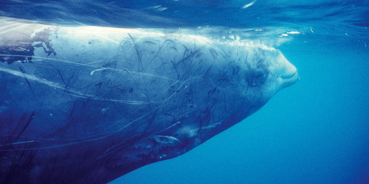 Na Cuvier beaked whale.