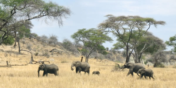 Des éléphants dans une prairie