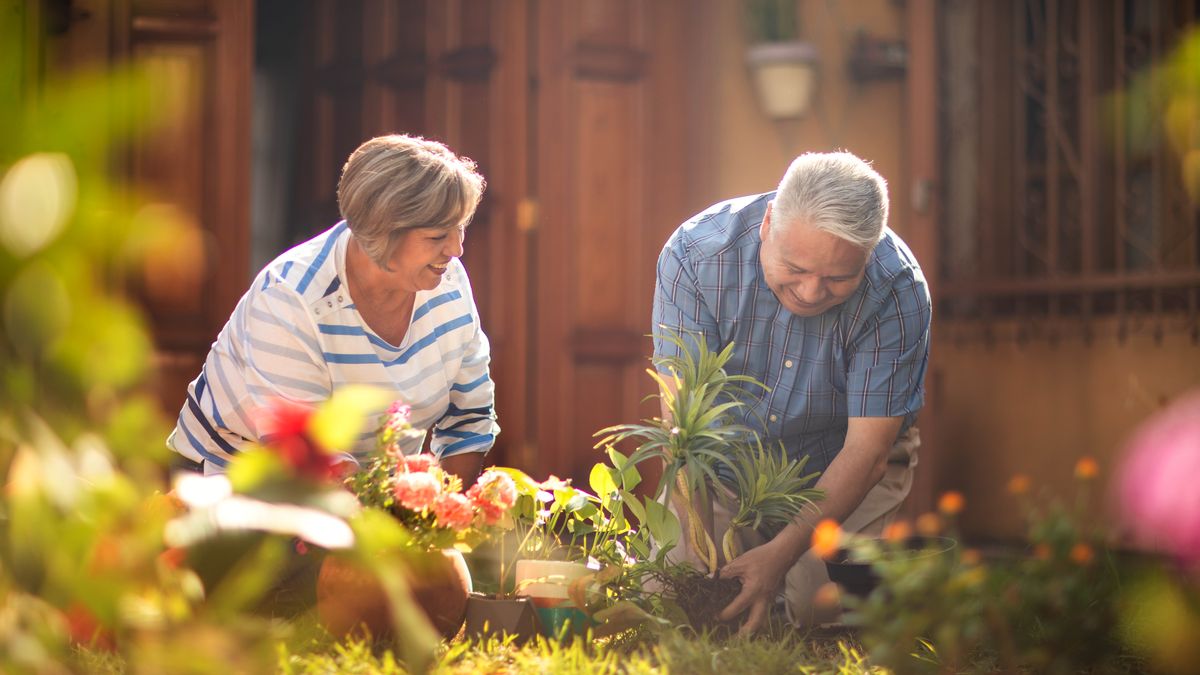 Un couple âgé fait du jardinage ensemble dans une ambiance joyeuse.