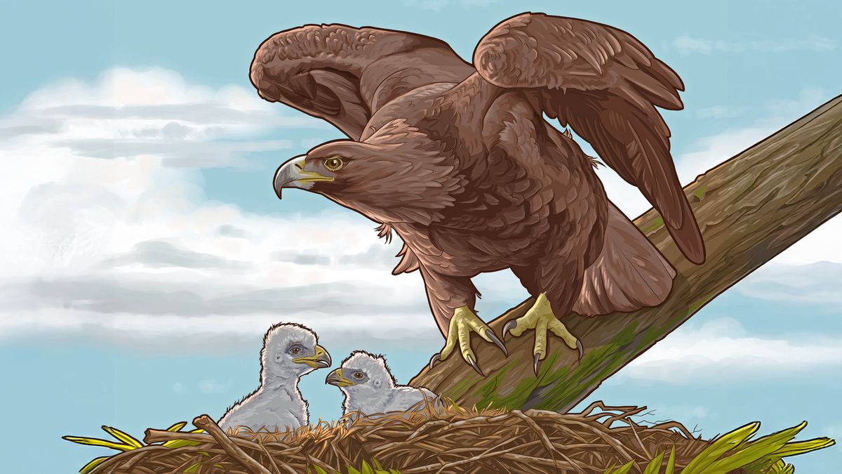 Perché juste au-dessus de son nid, un aigle protège ses deux aiglons.