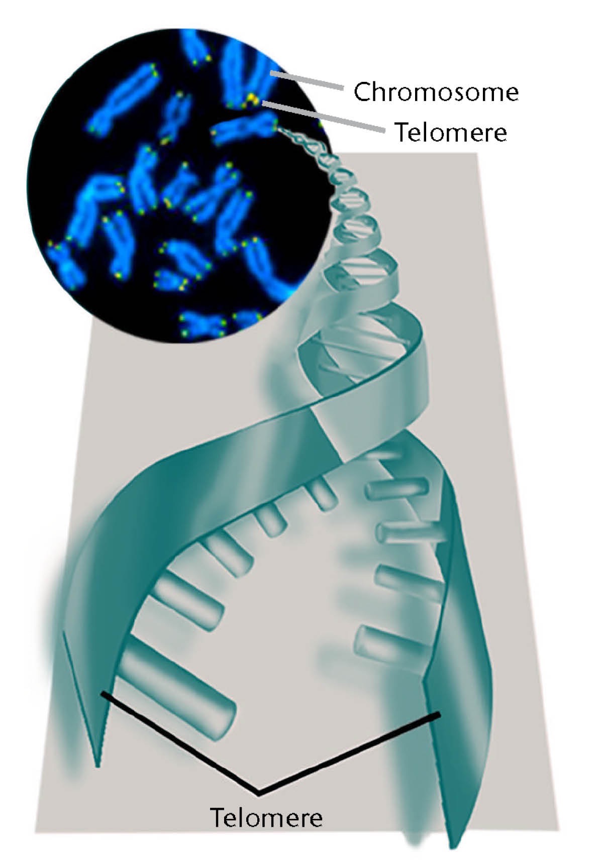 Telomere und Chromosome