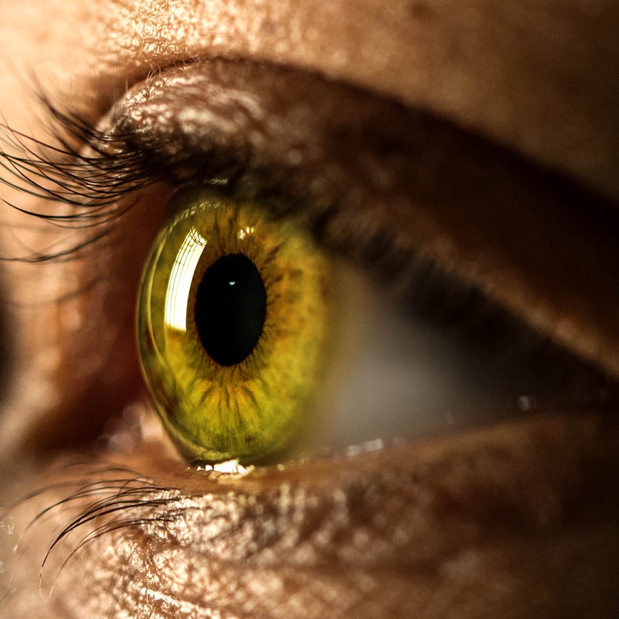 Das menschliche Auge