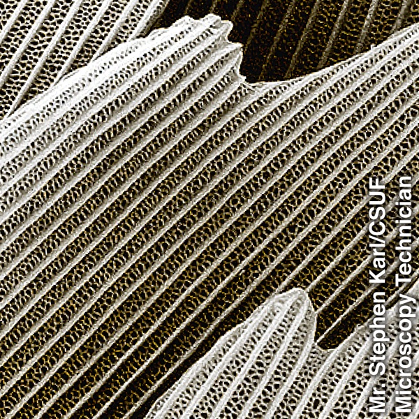 પતંગિયાની પાંખ પર મધપૂડાની જેમ ગોઠવાયેલા ભીંગડાં