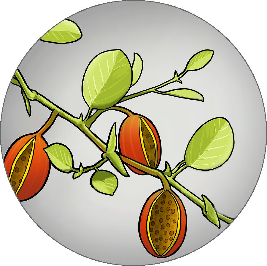 કળીઓ ફૂટી રહી છે