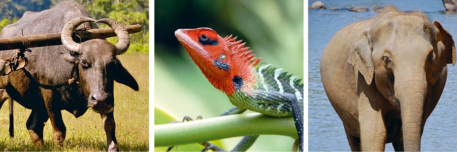 Wanee búfalo, wanee jokooliwa, wanee elepante