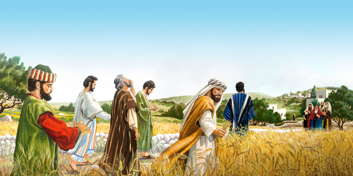 Peteĩ sábado Jesús disipulokuéra oipoʼo trígo ha hoʼu